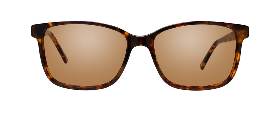 product image of Main And Central Prospect Heights-54 Tortoise