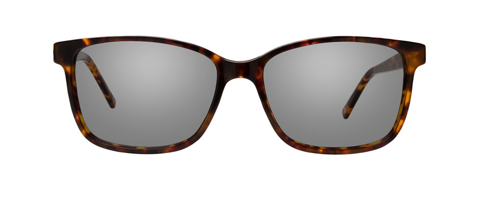 product image of Main And Central Prospect Heights-54 Tortoise